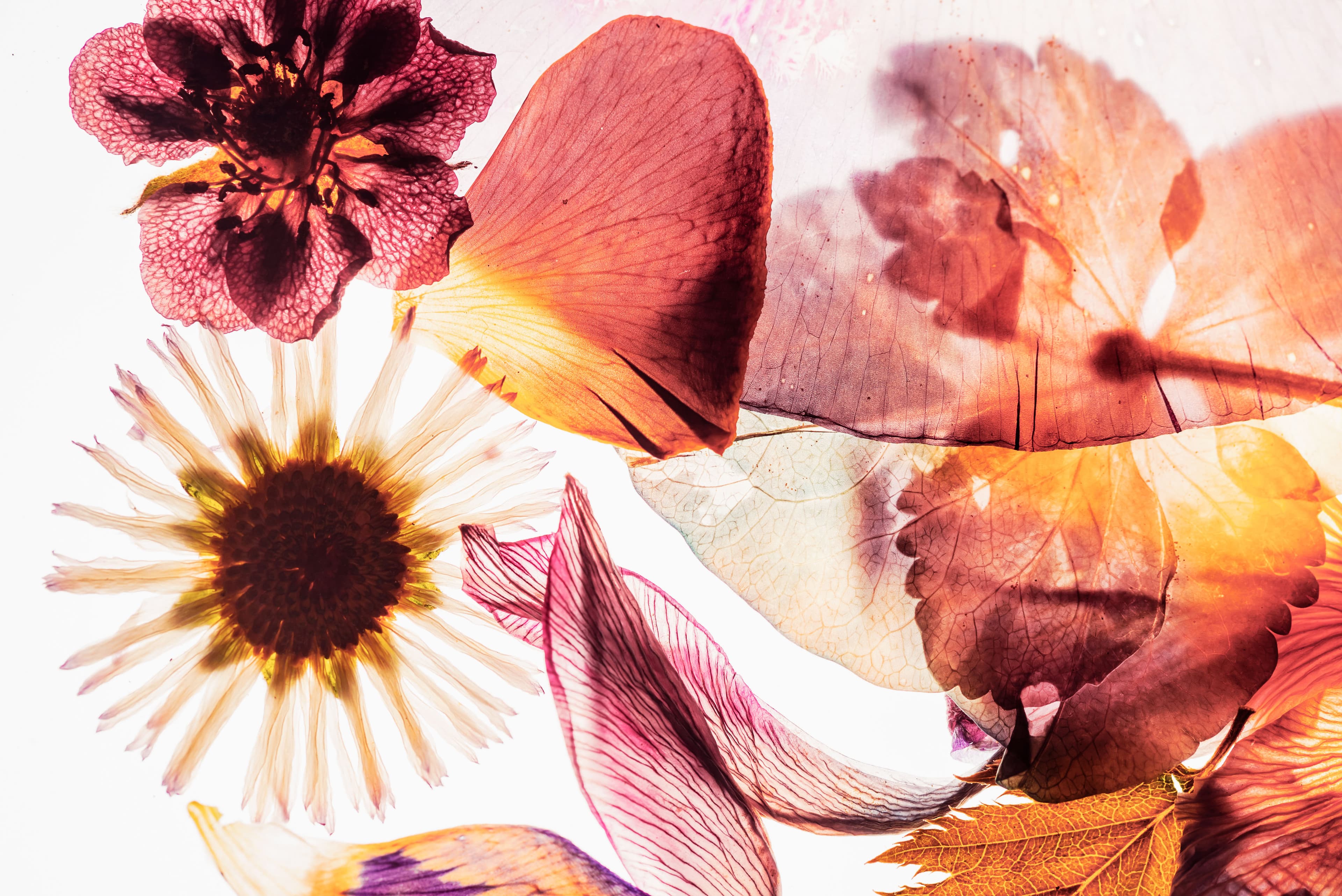 flowers and petals on a bright white background