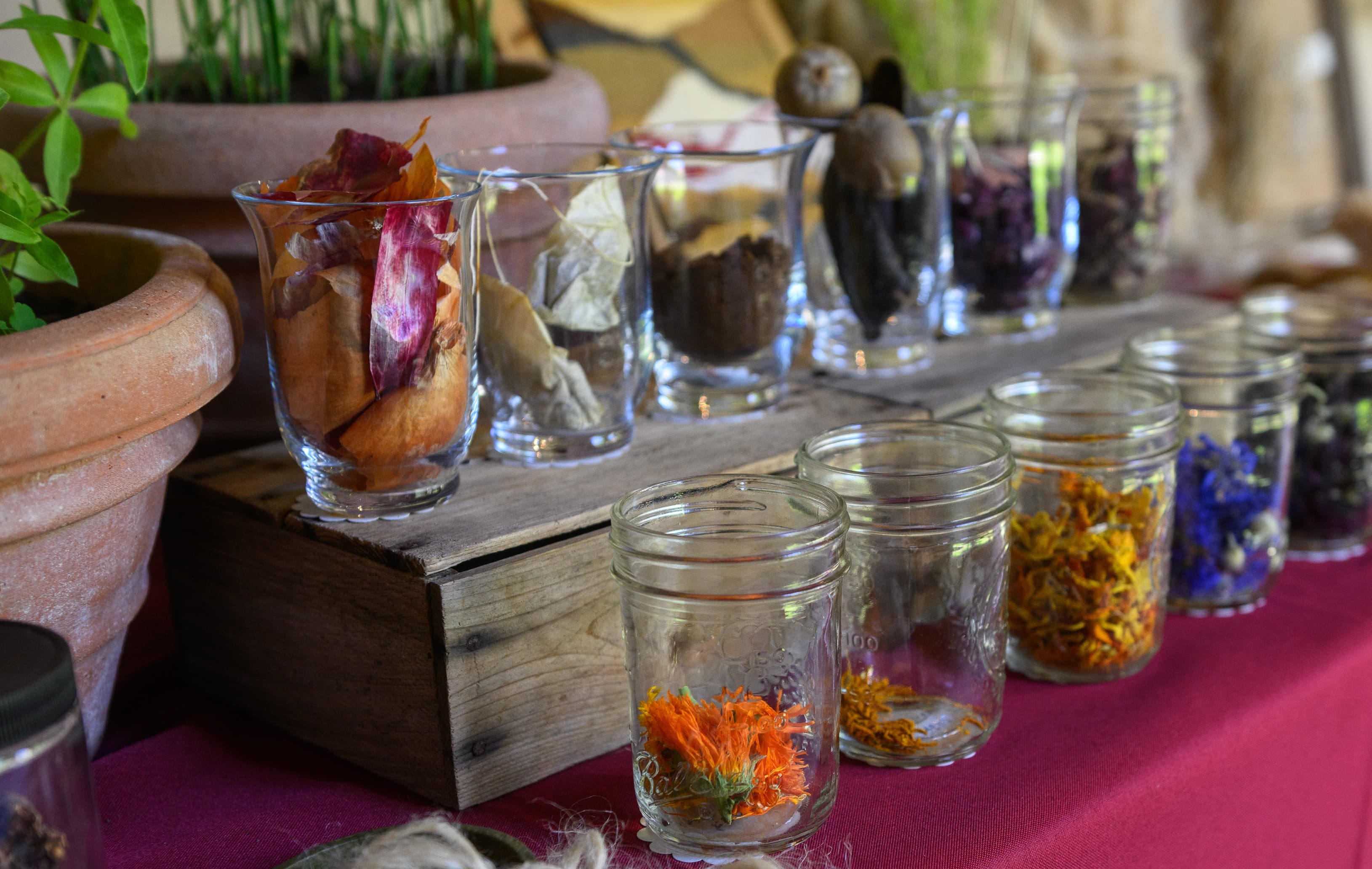 Flowers and herbs displayed in glass jars