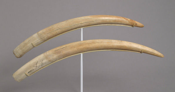 Walrus tusks