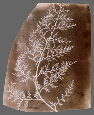 What Fox Talbot Could Have Done With >> William Henry Fox Talbot 1800 1877 And The Invention Of What Fox Talbot Could Have Done With >> William Henry Fox Talbot 1800 1877 And The Invention Of