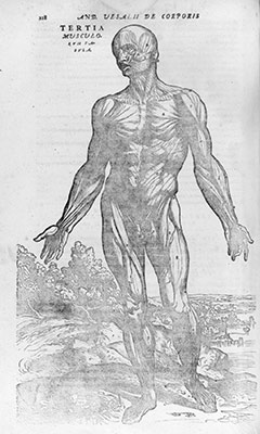 Body image history essays