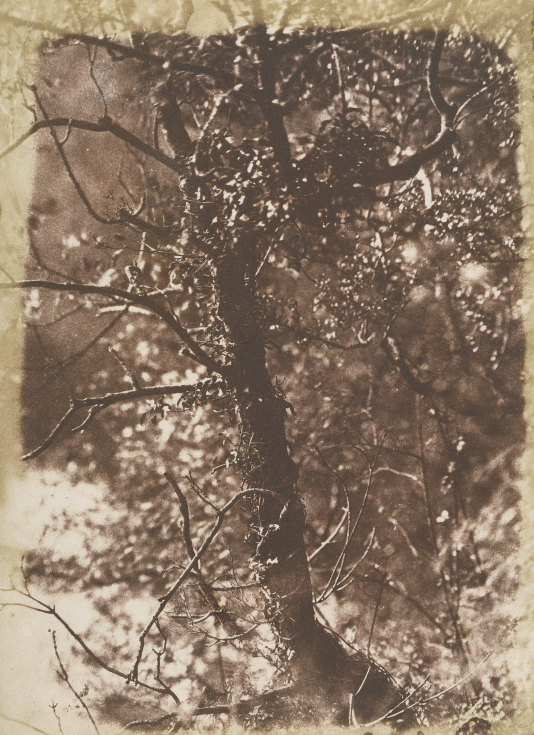 The Fairy Tree at Colinton