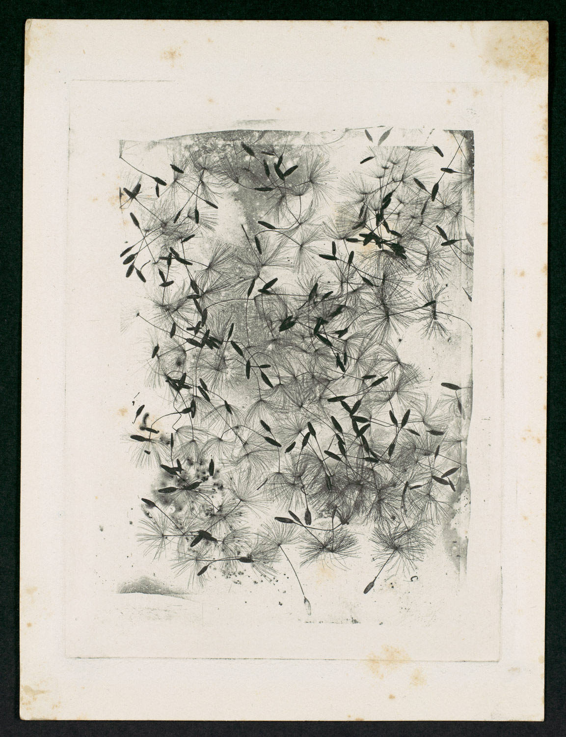 What Fox Talbot Could Have Done With >> Dandelion Seeds William Henry Fox Talbot 2004 111 Work Of Art What Fox Talbot Could Have Done With >> Dandelion Seeds William Henry Fox Talbot 2004 111 Work Of Art