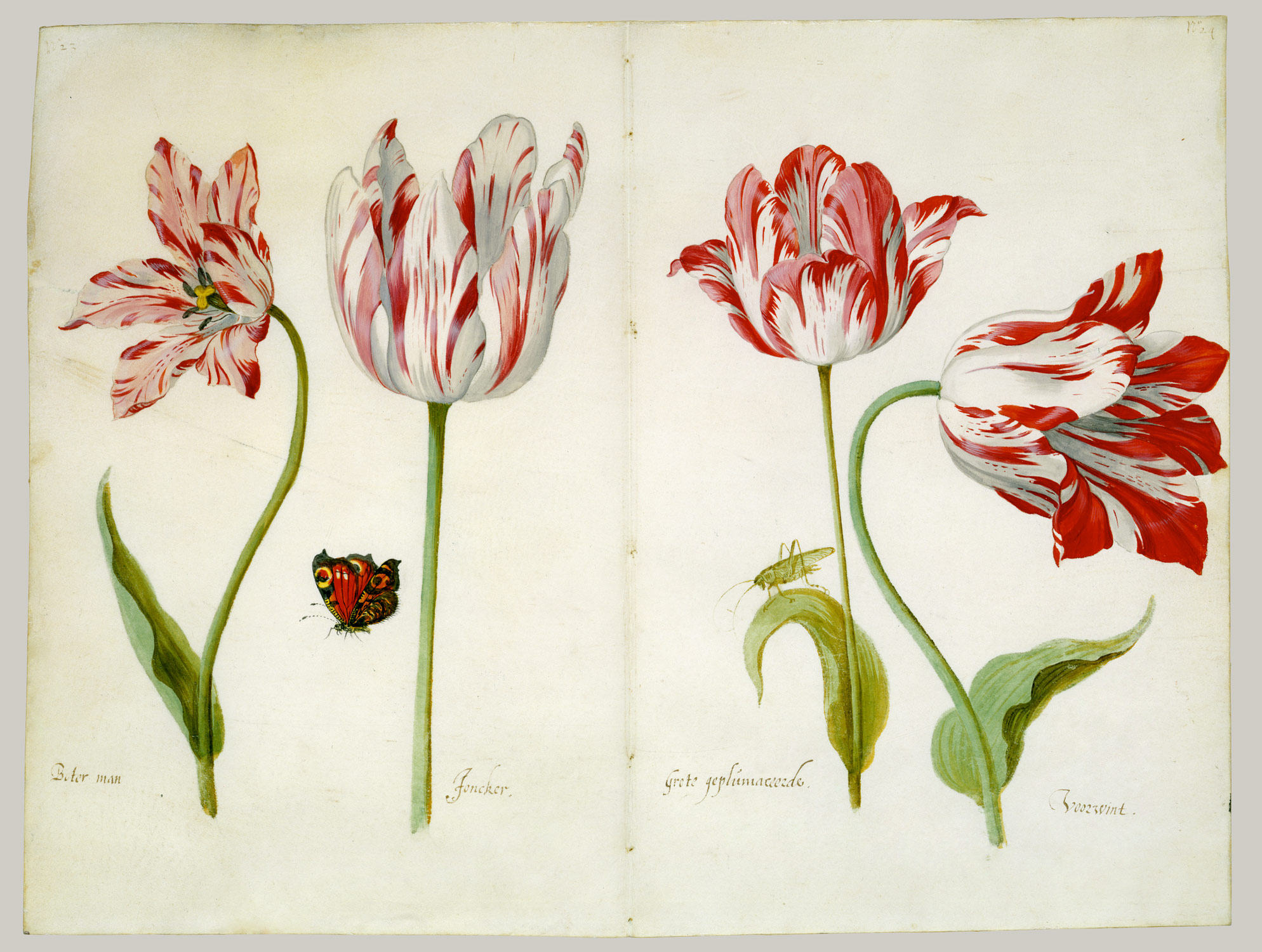 Four Tulips:  Boter man (Butter Man), Joncker (Nobleman), Grote geplumaceerde (The Great Plumed One), and Voorwint (With the Wind), 
				ArtistJacob Marrel,Drawings